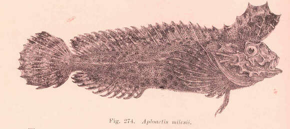 Image of Aploactisoma