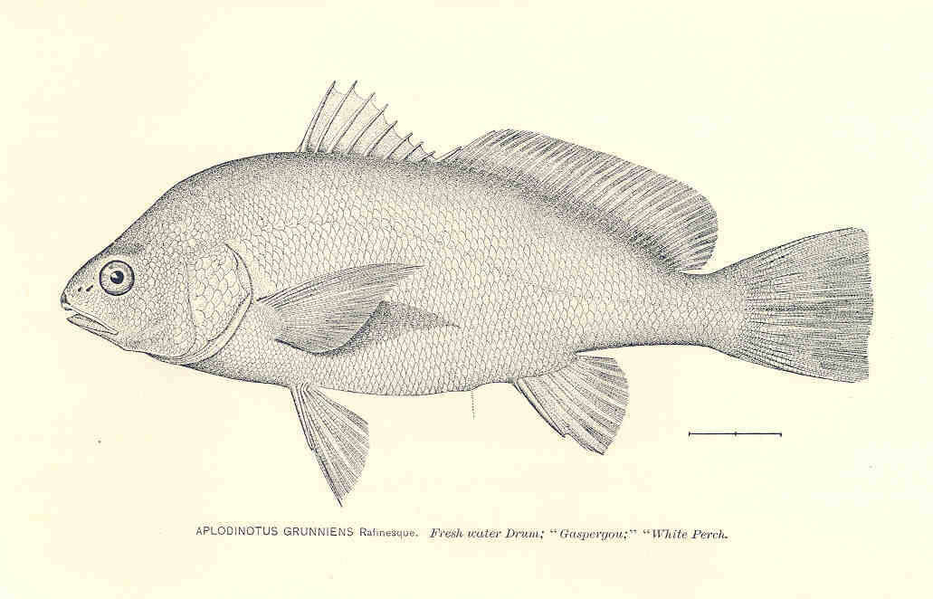 Image of Aplodinotus
