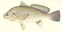 Image of Aplodinotus