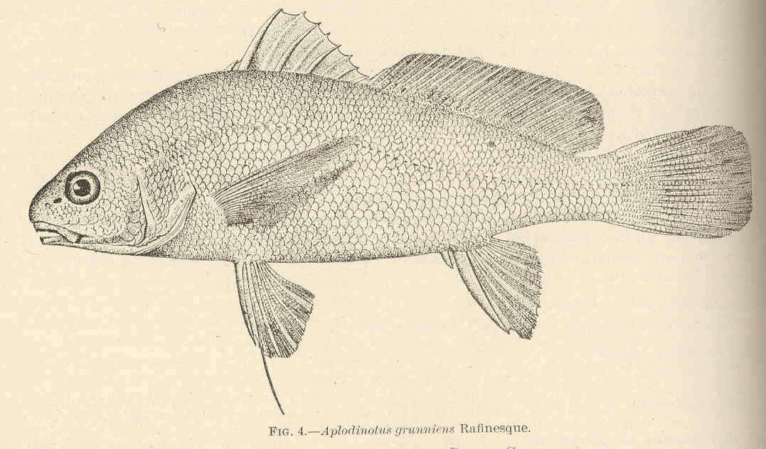 Freshwater Drum (Aplodinotus grunniens) - Species Profile
