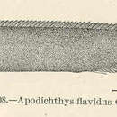 Imagem de Apodichthys flavidus Girard 1854