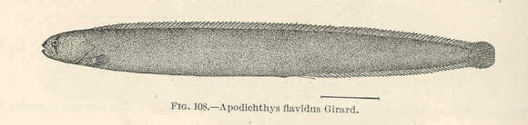 Image of Apodichthys