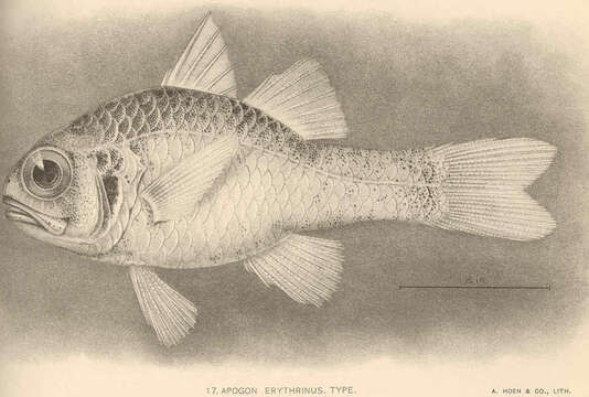 Plancia ëd Apogon erythrinus Snyder 1904