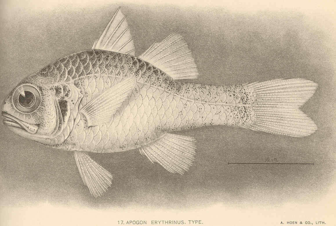 Image de Apogon erythrinus Snyder 1904