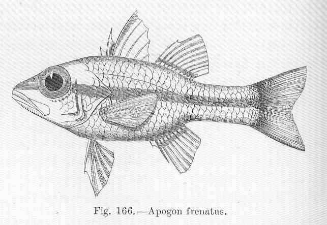 Image of Pristiapogon