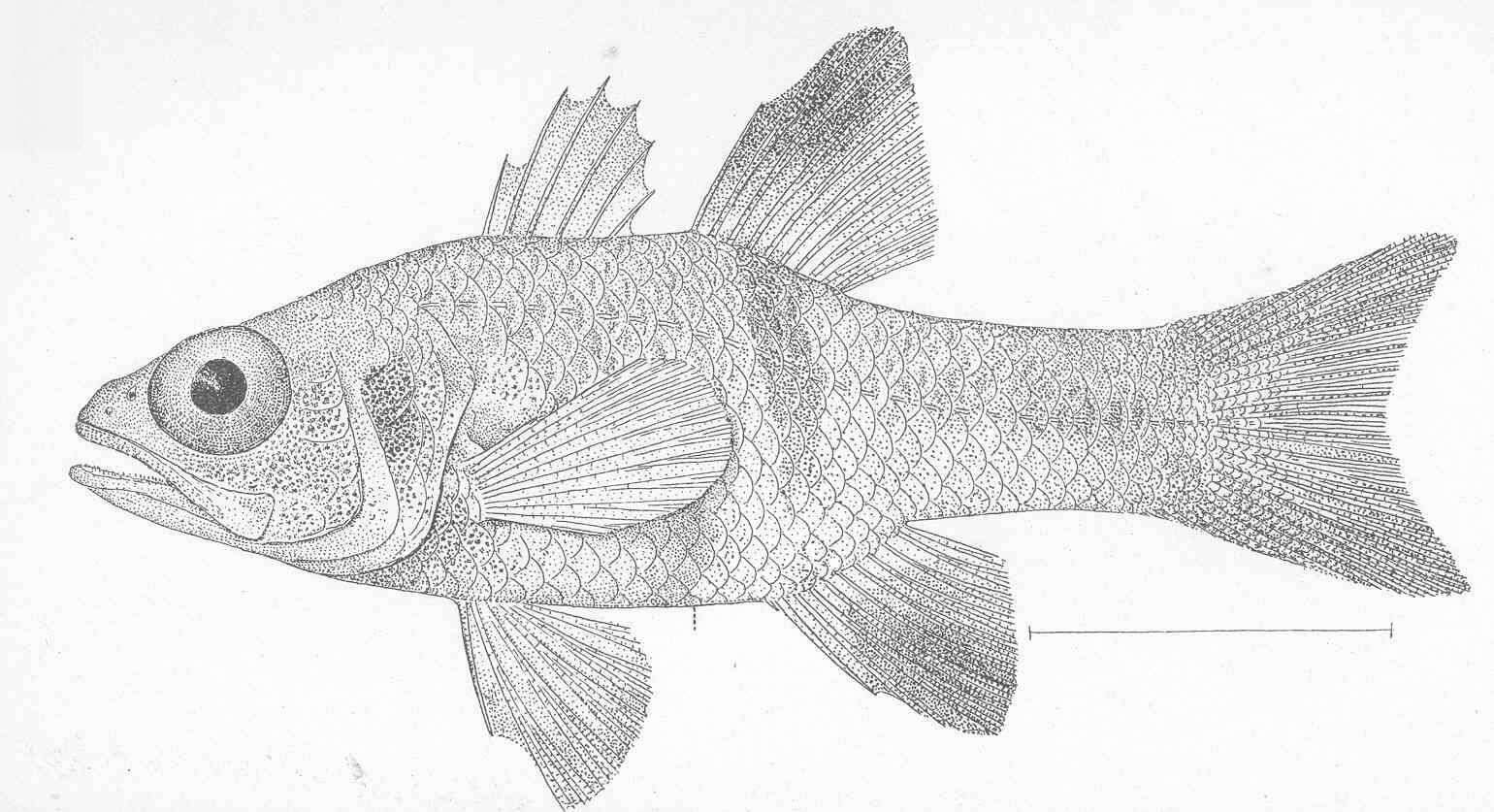 Image de Apogon retrosella (Gill 1862)
