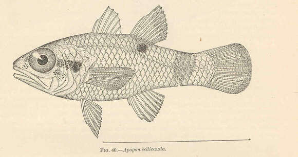 Imagem de Apogon maculatus (Poey 1860)