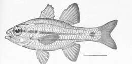 Image of Barface cardinalfish