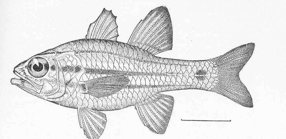 Image of Barface cardinalfish