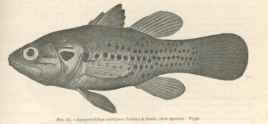 Image of Dotted cardinalfish