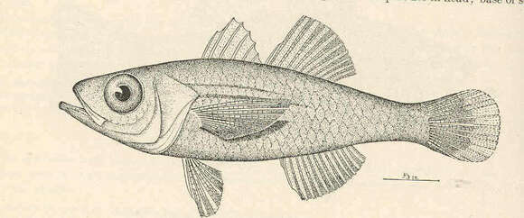 Image of Rhabdamia