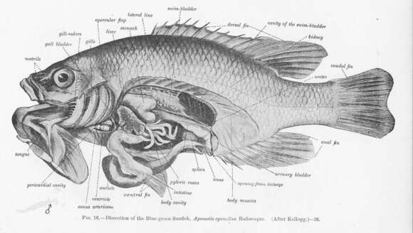 Image of sunfishes