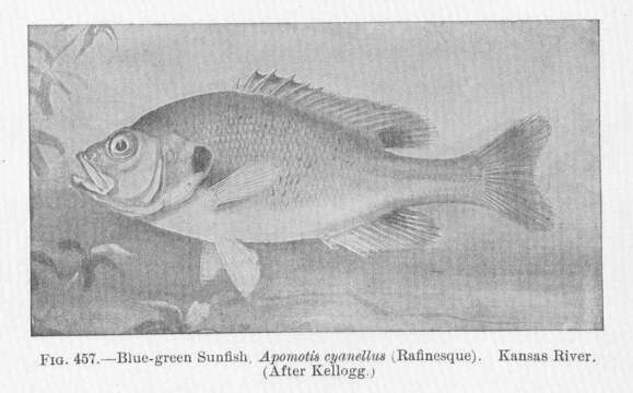 Image of sunfishes