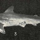 Image of Eventooth Shark