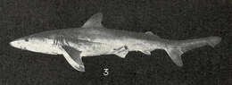 Image of Eventooth Shark