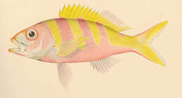 Image of snappers