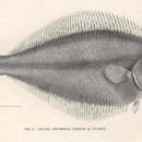 Image of Rikuzen flounder