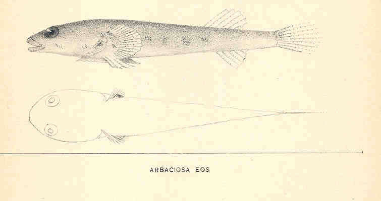 Image of Arbaciosa