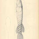 Image of <i>Arbaciosa humeralis</i>