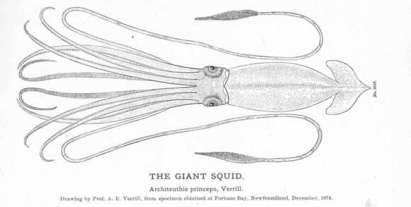 Image of giant squids