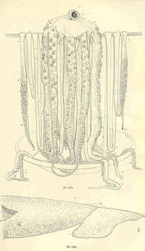 Image de Architeuthidae Pfeffer 1900