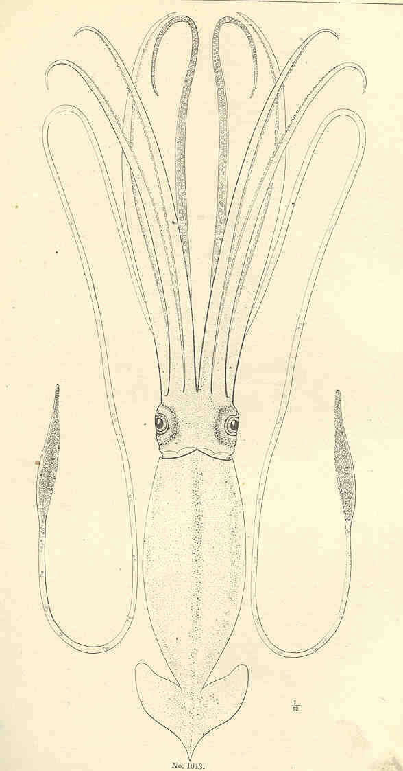 Image of giant squids