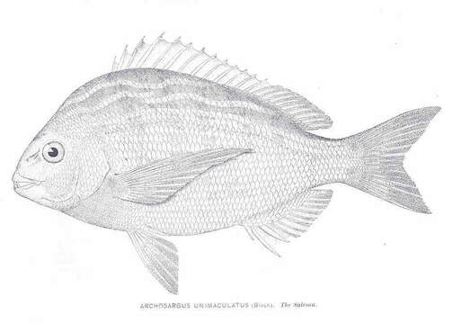 Image of Archosargus