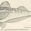 Image of Japanese sandfish