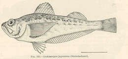 Image of Arctoscopus