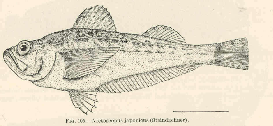 Arctoscopus resmi