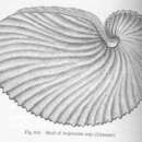 Image of paper nautilus