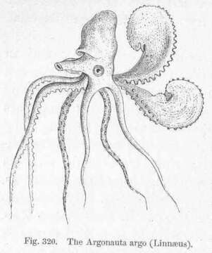 Image of Neocoleoidea