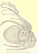 Image of Neocoleoidea