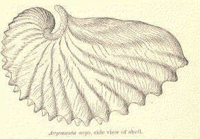 Image of Neocoleoidea