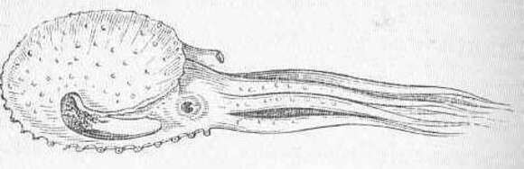 Image of Neocoleoidea