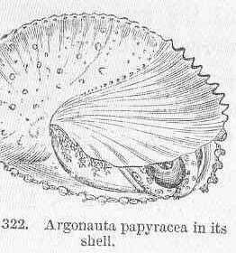 Image of Neocoleoidea