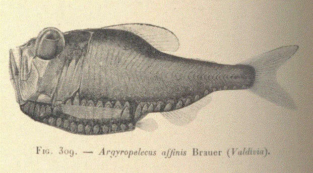 Sternoptychidae resmi