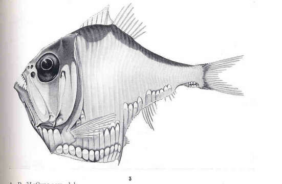 Image of Argyropelecus