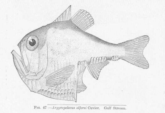 Image of marine hatchetfishes