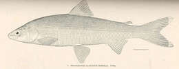 Image of whitefish