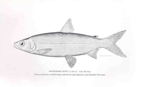 Image de Coregonus