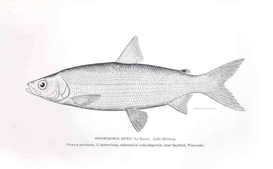 Image of whitefish