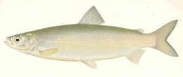 Image of whitefish