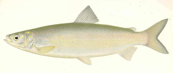 Image of whitefish