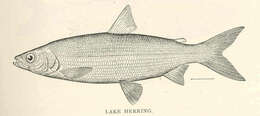 Image of whitefish