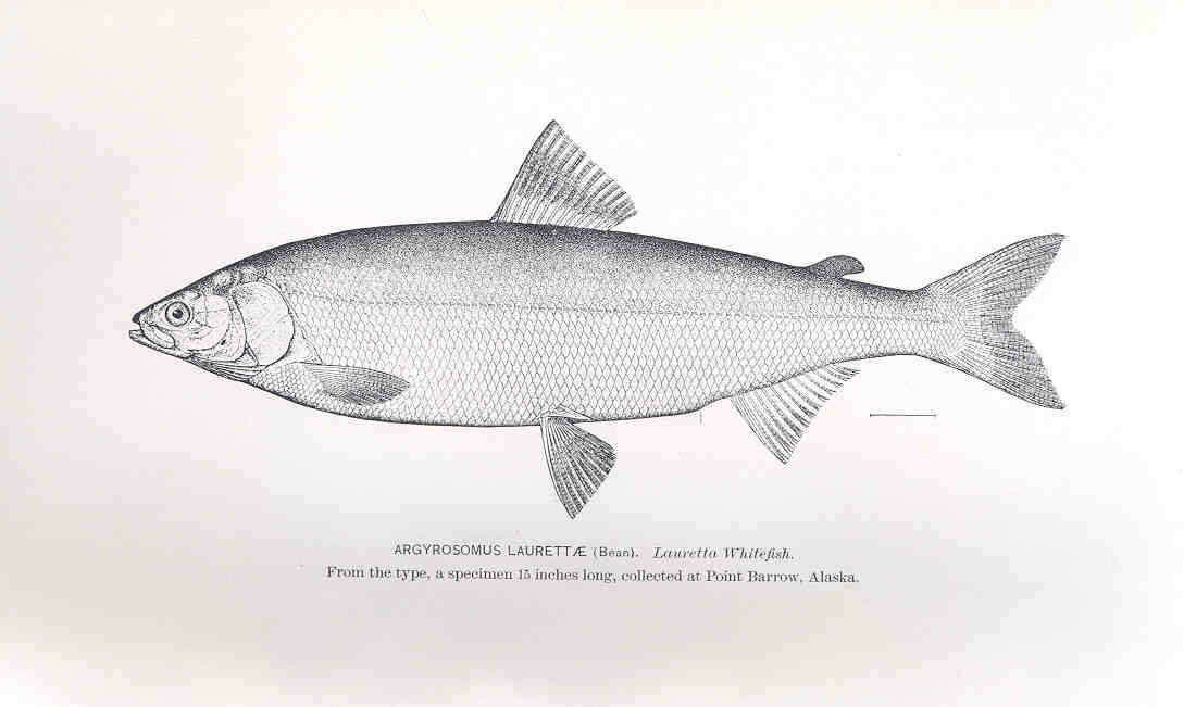 Image of whitefish