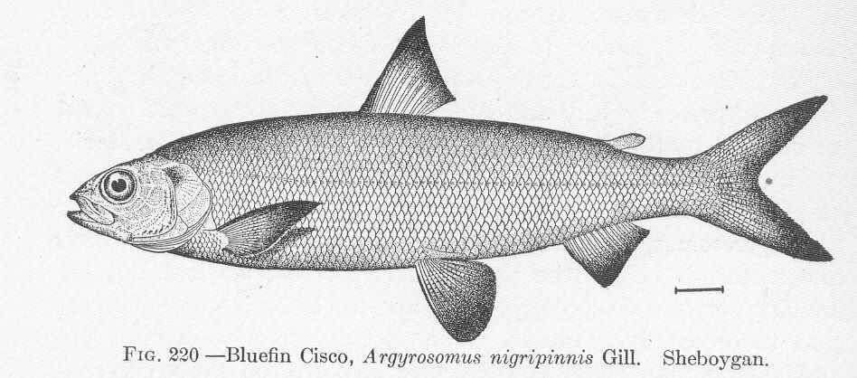 Image of Argyrosomus