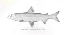 Image of whitefish