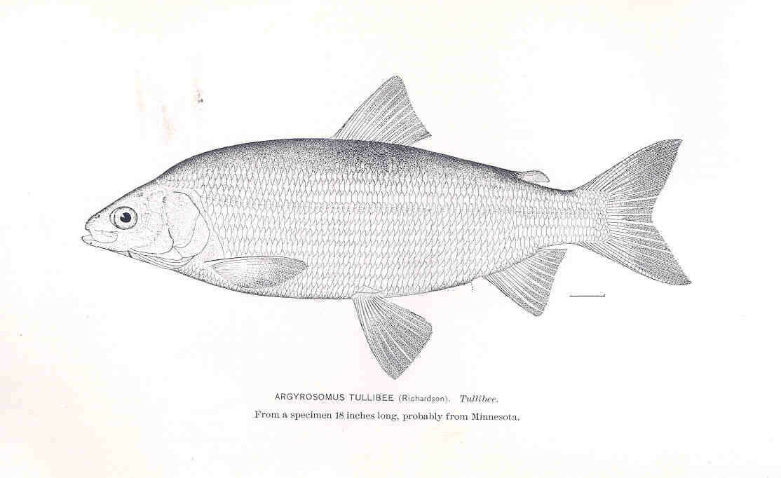 Image of whitefish