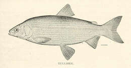 Image of whitefish